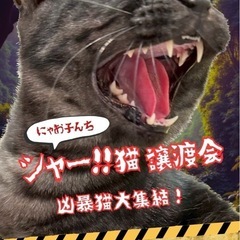 🙀第4回🌟「シャー‼️猫譲渡会」🌟🙀にゃお子んち🐈‍⬛🐈