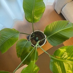 観葉植物　オーガスタの画像