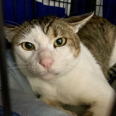 【ぶっち】1〜2歳白キジ♂ツンデレ