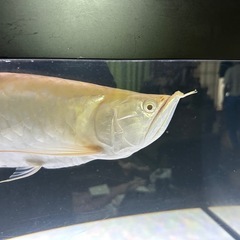アルビノシルバーアロワナ50〜55センチ位の画像
