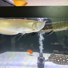 アルビノシルバーアロワナ50〜55センチ位の画像