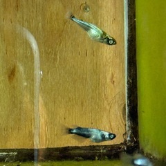 メダカ MIX 成魚の画像