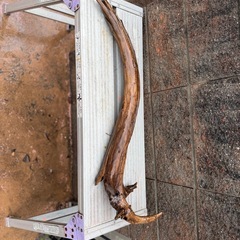 天然流木　アクアリウム、爬虫類の画像