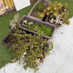 多肉植物プランター4つまとめての画像