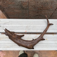 天然流木　アクアリウム、爬虫類の画像