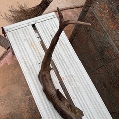 天然流木　アクアリウム、爬虫類の画像