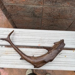 天然流木　アクアリウム、爬虫類の画像