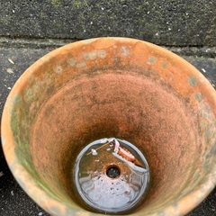 素焼き 5号鉢 4個の画像