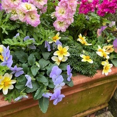 ビオラ ランダム4P➕1Pの画像