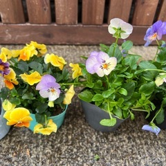 ビオラ ランダム4P➕1Pの画像