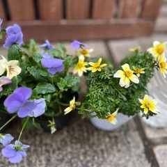 ビオラ ランダム4P➕1Pの画像