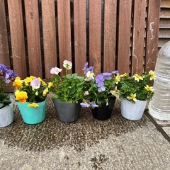 ビオラ ランダム4P➕1Pの画像