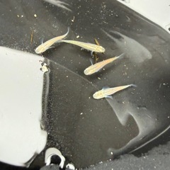 メダカ　黒百式　4匹セットの画像