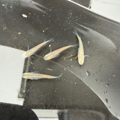 メダカ　黒百式　4匹セットの画像