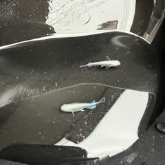 メダカ　マリアージュ　2匹セットの画像