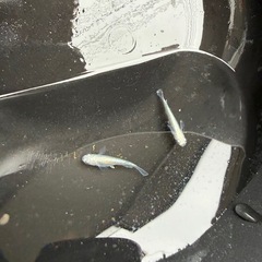 メダカ　マリアージュ　2匹セットの画像