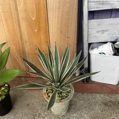 アガベベネズエラ、アテナータ、ハクセンコの画像