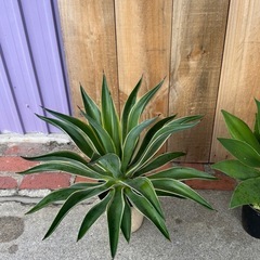 アガベベネズエラ、アテナータ、ハクセンコの画像