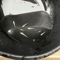 メダカ　幹之　ミユキ　7匹セットの画像