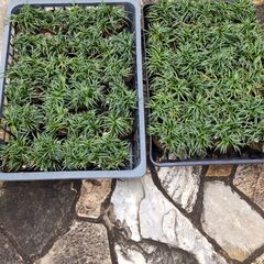 タマリュウ　ポット入り1個50円　計48個の画像