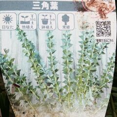 So this is christmas の画像