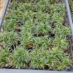 タマリュウ　ポット入り1個50円　計48個の画像