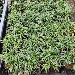 タマリュウ　ポット入り1個50円　計48個の画像