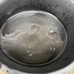 メダカ　幹之　ミユキ　　14匹セットの画像