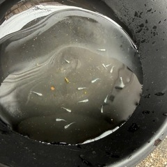 メダカ　幹之　ミユキ　　14匹セットの画像