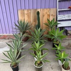 アガベベネズエラ、アテナータ、ハクセンコの画像