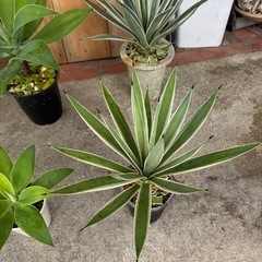 アガベベネズエラ、アテナータ、ハクセンコの画像