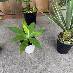 アガベベネズエラ、アテナータ、ハクセンコの画像