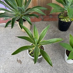 アガベベネズエラ、アテナータ、ハクセンコの画像