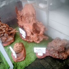 木の根、オブジェの画像