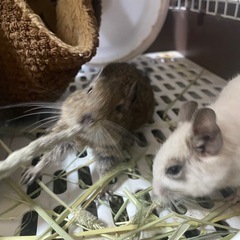 デグー2匹さ里親に出しますの画像