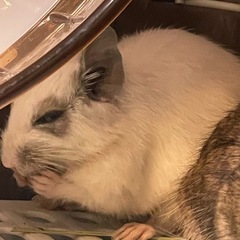 デグー2匹さ里親に出しますの画像