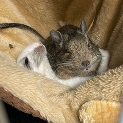 デグー2匹さ里親に出しますの画像