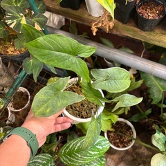 観葉植物　モンステラ等　もらってくださいの画像