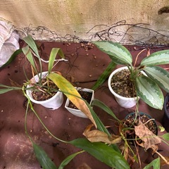 観葉植物　モンステラ等　もらってくださいの画像