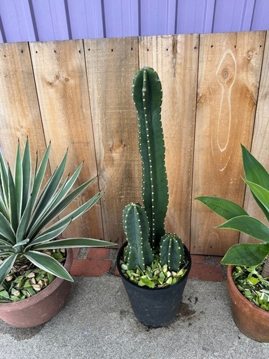 アガベハクセンコ、アテナータ、柱サボテン (ジュン) 浦添前田の家庭