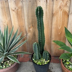 アガベハクセンコ、アテナータ、柱サボテンの画像