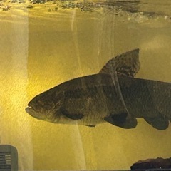 ブラックタライロン 熱帯魚 古代魚 牙魚の画像