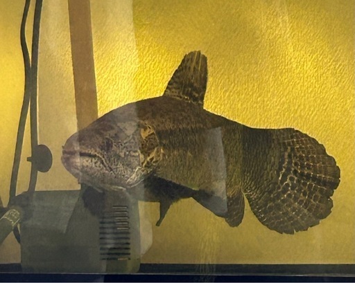 ブラックタライロン 熱帯魚 古代魚 牙魚 (黒虹) 水戸のその他の中古
