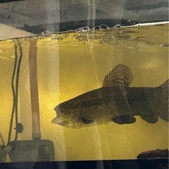 ブラックタライロン 熱帯魚 古代魚 牙魚の画像