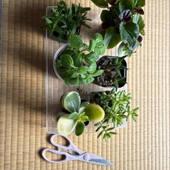 (お取引き中)植物の画像