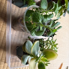 (お取引き中)植物の画像