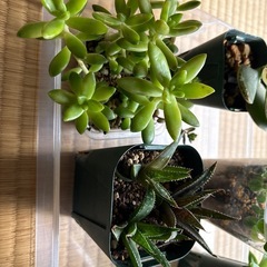 (お取引き中)植物の画像