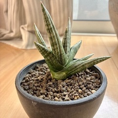 レアなサンセベリアいかがですか？の画像