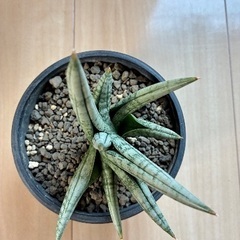 レアなサンセベリアいかがですか？の画像