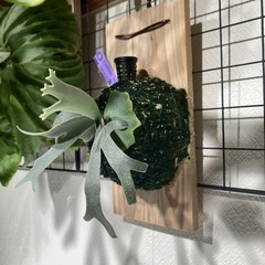 ビカクシダ　ジェニー
の画像